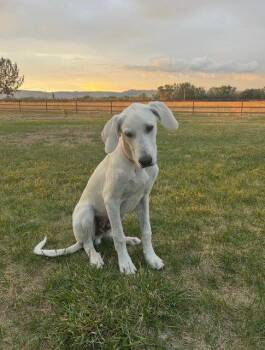 Yeti -  Great Dane and Great Pyrenees Dog for Adoption in Midway, Utah - Yeti | PetCurious
