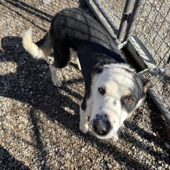 Border Collie and Mixed Breed Dogs Available for Adoption - Burton Guster "Gus" | PetCurious