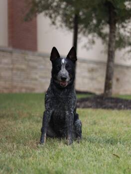 Rescue Australian Cattle Dog Blue Heeler Dogs for Adoption in Bryan, Texas - Bleu | PetCurious