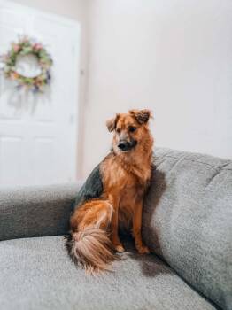 Ope -  German Shepherd Dog and Spaniel Dog for Adoption in Goodyear, Arizona - Ope | PetCurious