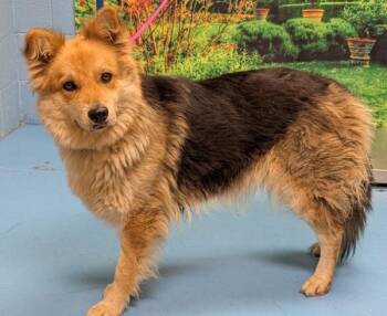 Please Save Me - SHIBA - A552149 -  Shepherd Dog for Adoption in San Marcos, California - Please Save Me - SHIBA - A552149 | PetCurious