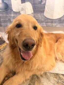Megan -  Golden Retriever Dog for Adoption in Neillsville, Wisconsin - Megan | PetCurious