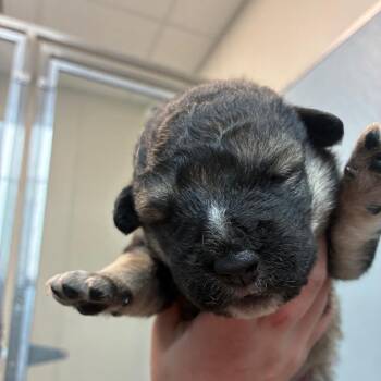 Highland -  Shepherd Dog for Adoption in North Battleford, Saskatchewan - Highland | PetCurious