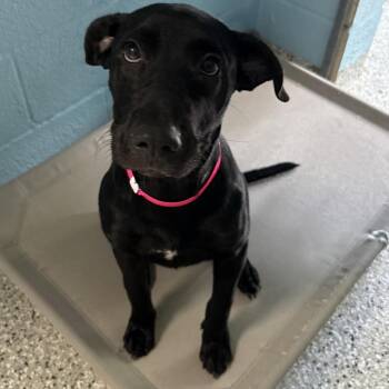 Silo -  Labrador Retriever and Mixed Breed Dog for Adoption in Hattiesburg, Mississippi - Silo | PetCurious