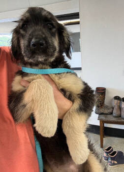 Rescue Poodle and Australian Shepherd Dogs for Adoption in Thompson Falls, Montana - Onyx | PetCurious