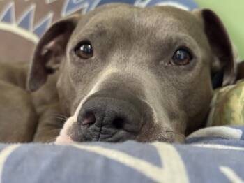 Rescue Mixed Breed Dogs for Adoption in Chamblee, Georgia - Texas - IN FOSTER | PetCurious