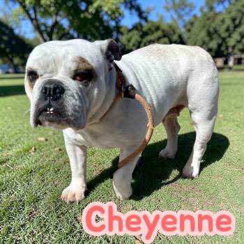 English Bulldog Dogs Available for Adoption in Chuckey, Tennessee - Cheyenne | PetCurious