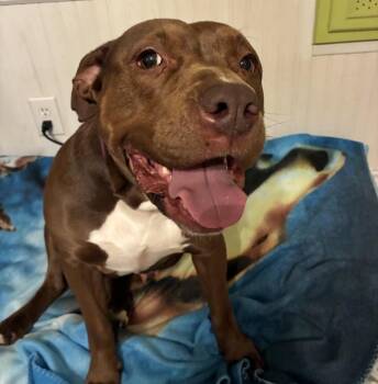 India -  Pit Bull Terrier Dog for Adoption in Fremont, Ohio - India | PetCurious