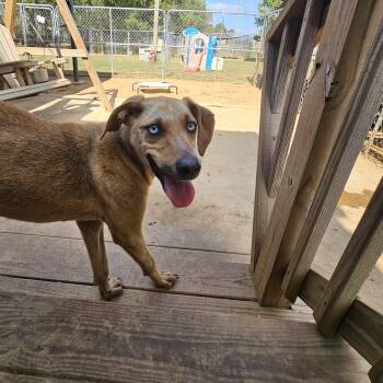 Rescue Catahoula Leopard Dog Dogs for Adoption in Athens, Alabama - Everest | PetCurious