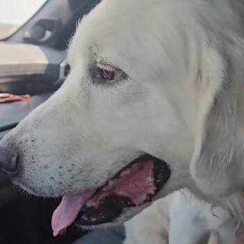 Bart -  Great Pyrenees Dog for Adoption in Apache Junction, Arizona - Bart | PetCurious