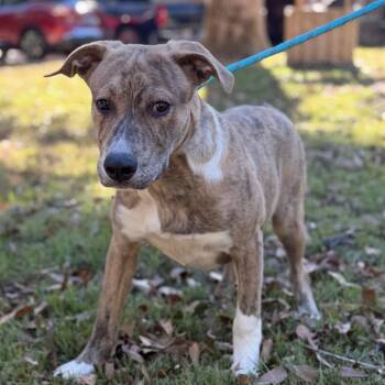 Mateo -  Labrador Retriever and Hound Dog for Adoption in Locust Fork, Alabama - Mateo | PetCurious