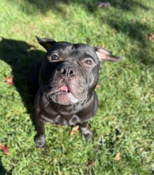 Rescue American Staffordshire Terrier Dogs for Adoption in Myerstown, Pennsylvania - Covey | PetCurious