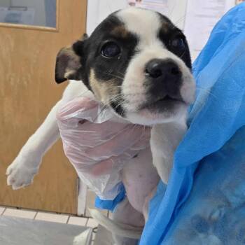 Mixed Breed Dogs Available for Adoption in Charleston, West Virginia - Corona | PetCurious