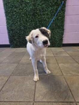 61638853 -  Australian Shepherd and Mixed Breed Dog for Adoption in El Paso, Texas - 61638853 | PetCurious