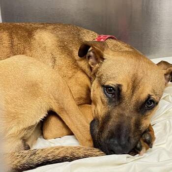 RosiePosie -  Mixed Breed Dog for Adoption in Philadelphia, Pennsylvania - RosiePosie | PetCurious