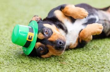 Mixed Breed Dogs Available for Adoption in Breinigsville, Pennsylvania - Picasso | PetCurious