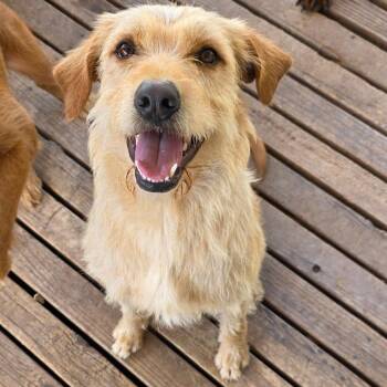 Sammy -  Yellow Labrador Retriever and Standard Poodle Dog for Adoption in Goltry, Oklahoma - Sammy | PetCurious
