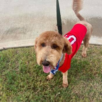 Skip -  Poodle and Mixed Breed Dog for Adoption in Lewisville, Texas - Skip | PetCurious