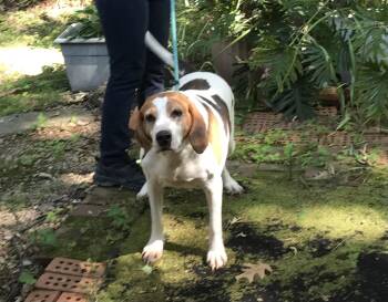 Rescue Foxhound and Hound Dogs for Adoption in Olive Branch, Mississippi - Molly | PetCurious
