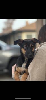 Terrier Dogs Available for Adoption - Bruno | PetCurious