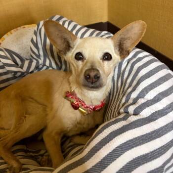 Egypt -  Chihuahua Dog Available for Adoption in Flagstaff, Arizona - Egypt | PetCurious