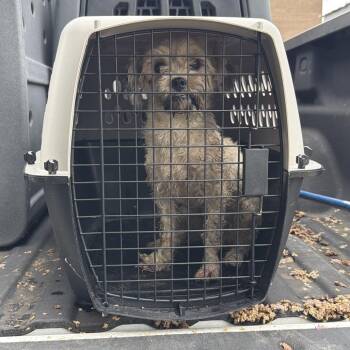 Toodles -  Mixed Breed Dog for Adoption in Lake Jackson, Texas - Toodles | PetCurious