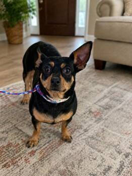 Miniature Pinscher and Chihuahua Dogs Available for Adoption in Las Vegas, Nevada - Zoey | PetCurious