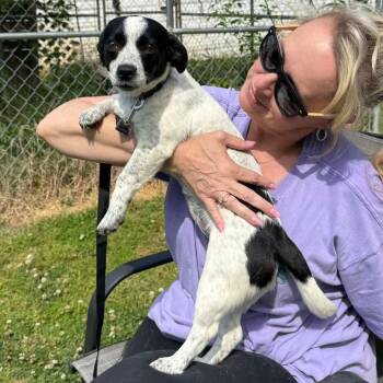 Chihuahua Dogs Available for Adoption in Hopkinton, Massachusetts - Amelia | PetCurious