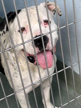 American Bulldog Dogs Available for Adoption - OL