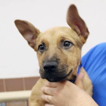 Mixed Breed Dogs Available for Adoption in Port Washington, New York - Nathaniel | PetCurious