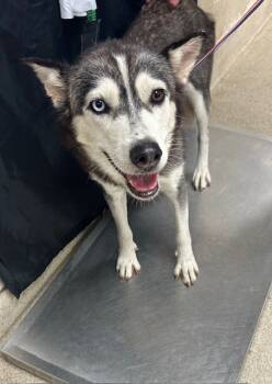 Rescue Siberian Husky Dogs for Adoption in Riverside, California - SHAGGY | PetCurious