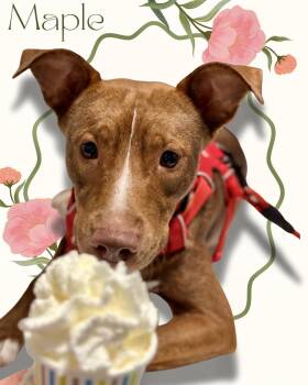 Maple -  Mixed Breed Dog for Adoption in Roswell, Georgia - Maple | PetCurious