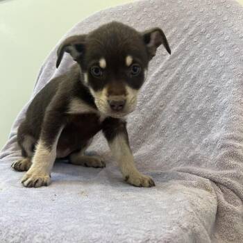 Pit Bull Terrier Dogs Available for Adoption in Kanab, Utah - Razzle | PetCurious