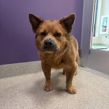 Taz -  Mixed Breed Dog Available for Adoption in Englewood, Florida - Taz | PetCurious
