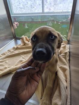 Pen 229 Bink -  Labrador Retriever and Pit Bull Terrier Dog for Adoption in Lawrenceville, Georgia - Pen 229 Bink | PetCurious
