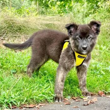 Kevin -  Retriever and Mixed Breed Dog for Adoption in East Hampton, New York - Kevin | PetCurious