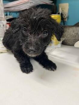 Labrador Retriever and Mixed Breed Dogs Available for Adoption - Aston-Martin | PetCurious