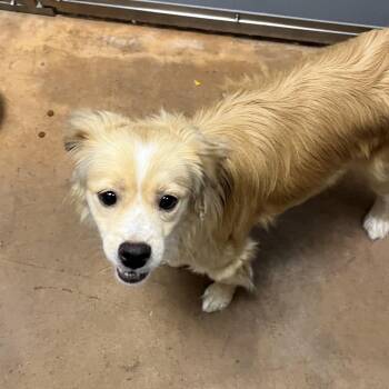 Half-Pint -  Chihuahua and Mixed Breed Dog for Adoption in Chicago, Illinois - Half-Pint | PetCurious