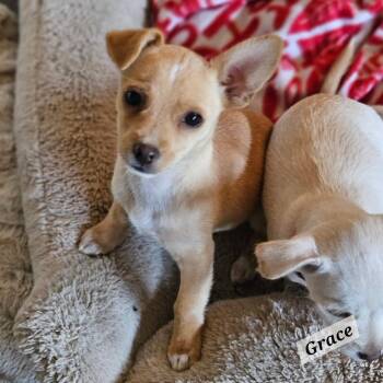 Grace -  Chihuahua Dog for Adoption in Lafayette, California - Grace | PetCurious