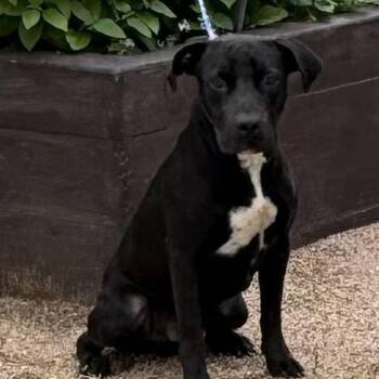 Jax -  Black Labrador Retriever and Mixed Breed Dog Available for Adoption in Hagerstown, Maryland - Jax | PetCurious