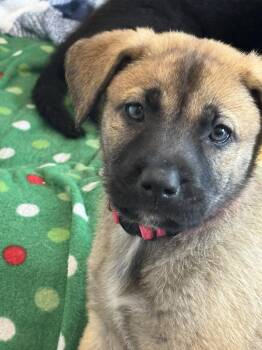 Labrador Retriever Dogs Available for Adoption in San Diego, California - Rosie