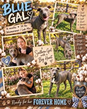 BLUE GAL -  Weimaraner and Labrador Retriever Dog for Adoption in Jackson, Tennessee - BLUE GAL | PetCurious