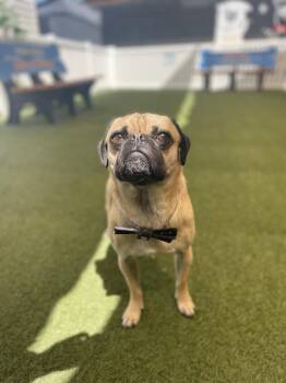Pug Dogs Available for Adoption in Gardena, California - Broccoli | PetCurious