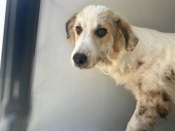 A661842 -  Great Pyrenees and Mixed Breed Dog for Adoption in Houston, Texas - A661842 | PetCurious