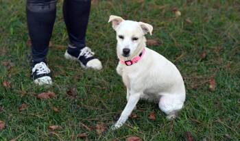 Rescue Terrier Dogs for Adoption in Falmouth, Maine - Sophie | PetCurious