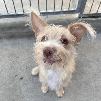 Harley -  Terrier Dog for Adoption in Pasadena, California - Harley | PetCurious