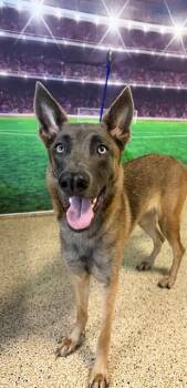 JANE -  German Shepherd Dog Dog for Adoption in Doral, Florida - JANE | PetCurious