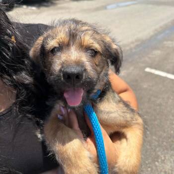 Pablito -  Border Terrier Dog for Adoption in Aledo, Texas - Pablito | PetCurious