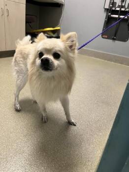 Pomeranian Dogs Available for Adoption - JACK | PetCurious