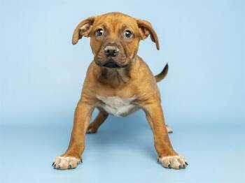 German Shepherd Dog Dogs Available for Adoption in Phoenix, Arizona - GUSTAVO | PetCurious